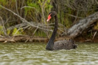 Labut cerna - Cygnus atratus - Black Swan 1070